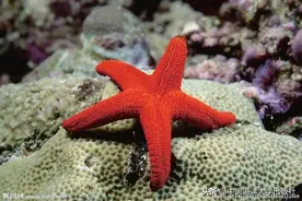 大海的馈赠 | 奇特的海洋生物——海星图片