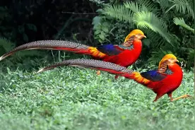 老人以为养了凤凰，专家发现时超40只：是牢底坐穿鸟图片