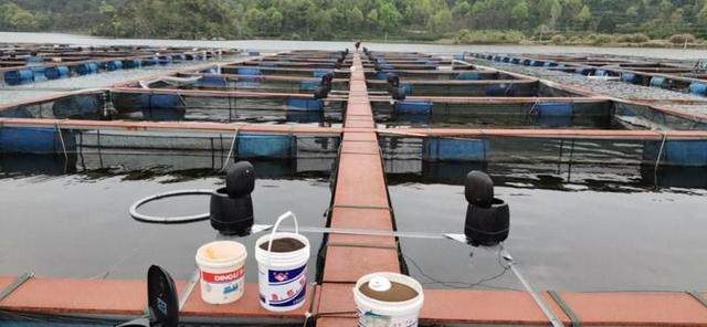 中国鱼饲料生产厂家前十名排行榜 2026年中国鱼饲料生产厂家前十名排行