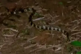 好危险！广西一路旁惊现金环蛇！金环蛇有多毒？比银环蛇还厉害吗图片