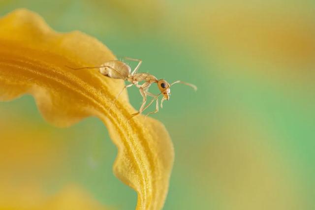 太震撼！适马105mm微距镜头下的梦幻蚂蚁王国