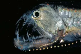 什么鱼比大白鲨还凶残？被称为“海上恐怖分子”，吃了几百个人图片