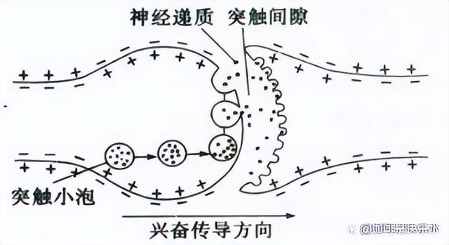 高中生物-人体内环境稳态的生理意义及调节