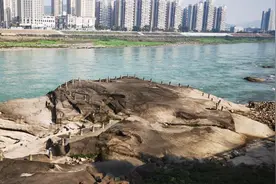 中国宜宾发现世界最大的龟图片