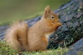 全球最聪明的十种动物，哪一个动物上榜是你没有想到的？图片