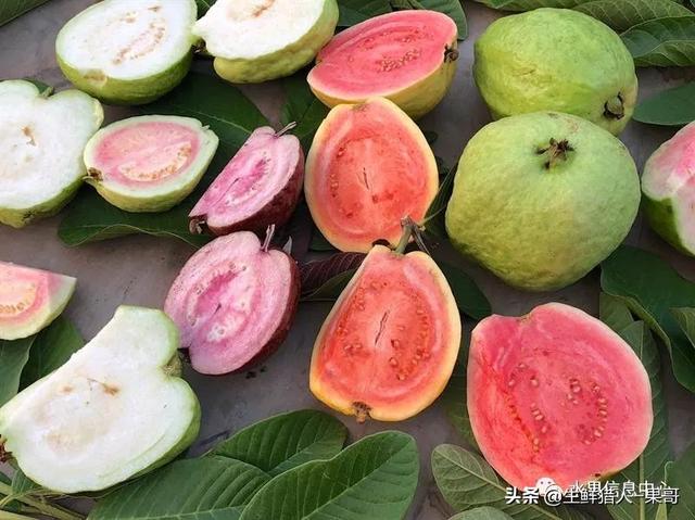 小众水果芭乐，又被茶饮店们带火了，最全芭乐说明书