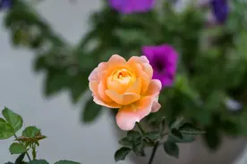 爱你入骨，想你无声图片