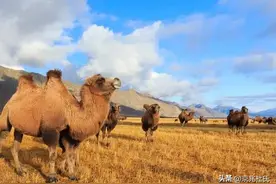 野骆驼体型比老虎大却很胆小，为何人千万不能碰沙漠中渴死的骆驼图片