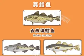 打着“专为宝宝设计”，却用冒牌三文鱼？26款鱼检测来了图片