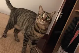 还把“狸花猫”当成“美短猫”呢？学好这7招，教你快速辨别图片