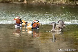 康县：生态环境美 鸳鸯来越冬图片