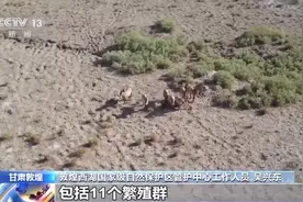 再添“新成员”！普氏野马家族种群数量不断扩大图片