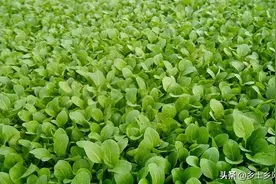夏季种植这5种绿叶蔬菜，简单好种生长快，20天就能采收图片
