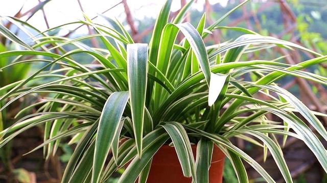 金边吊兰叶子发黄的解决方法（吊兰黄叶怎么处理简单一步）