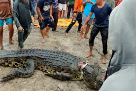 巨型鳄鱼突然袭击，将女人拖入水中，人们从鳄鱼胃里找到人的四肢图片