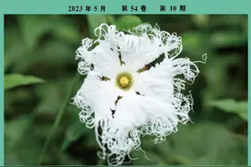 【中药科普】头花蓼图片
