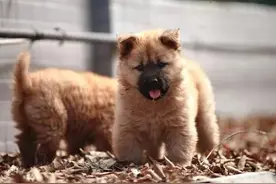 狗狗为什么不咬没有见过面的“自家人”？它又是如何分辨出来的？图片