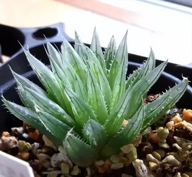 270种常见多肉图谱，一分钟认全！