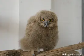 两只猫头鹰幼崽得到悉心看护图片