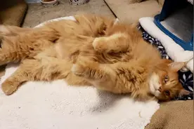 BC省大橘猫失踪三年后在安省与主人重聚图片