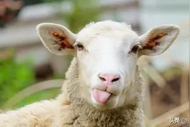 你可知羊口疮病？养羊人注意了！这病能传染还致死！治疗需谨慎图片
