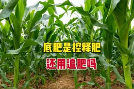 玉米底肥用的控释肥，后续还追肥吗？认准一点，玉米省肥又高产图片