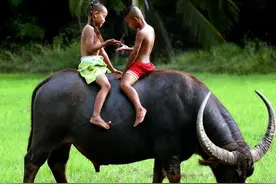 牧童老牛和短笛图片