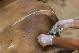 牛消化系统病一气胀图片