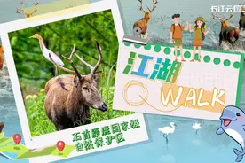 江湖Walk指南③ | 来荆州，我们一“鹿”同行图片