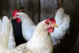 喂稻米的鸡和喂玉米的鸡有什么区别图片