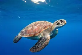 进化论的终极BUG：乌龟凭什么会成为科学家们的“噩梦”？图片