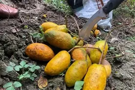 90后吃过的12种山上野果，童年的回忆，满满的亲切味道图片