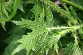 农村这种会“蜇伤”人的蝎子草，人们看到远远躲开，其实价值极高图片