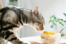 这6种食物，是猫咪的最爱，你知道吗？图片