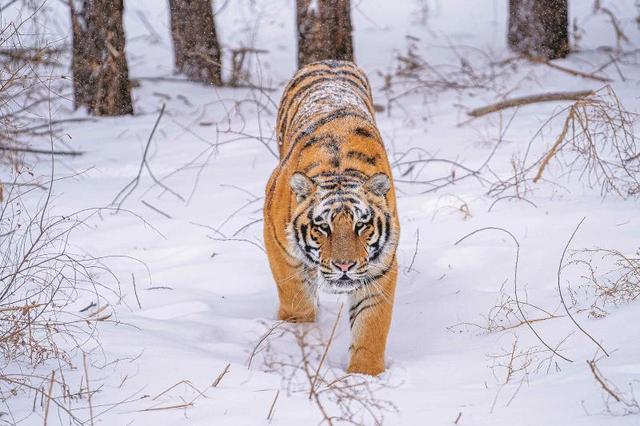 猫属探秘,猫科动物的多样性和特征（林草科普盘点中国猫科动物）