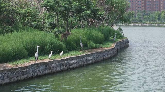 山东成武：水清岸绿引鹭栖 生态画卷入眼帘