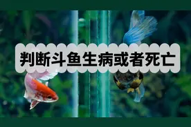 判断斗鱼生病或者死亡的10个方法和现象图片