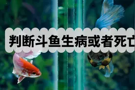 判断斗鱼生病或者死亡的10个方法和现象图片