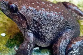 大山小溪里稀有的物种，属于国家二级保护动物，“它”就是石蛙图片