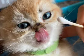 养猫常碰到的猫藓和螨虫处理心得（二）图片