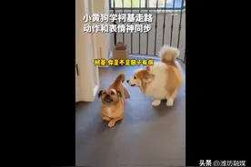 被狗子模仿走路柯基气坏了图片