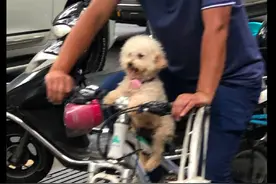 男子骑车带狗出去玩，把它放在前面的座位上，它看起来好开心呀图片
