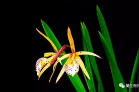 学习《道德经》第七十六章：人之生也柔弱，其死也坚强图片