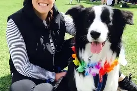 “边牧犬”认定你为主人，会有这些表现图片