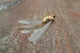 白蚁会飞吗？白蚁翅膀为什么会掉？白蚁翅膀脱落代表了什么？图片