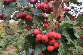 山楂树的种植和病虫害防治技术图片