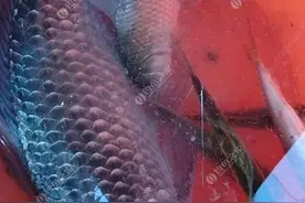 蚯蚓保存应注意…图片