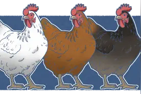 吃鸡危害大，易得3种癌？坦白说：若想长寿，2种肉确实要少吃图片