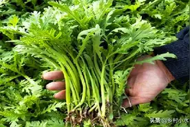 茼蒿怎么种高产？什么时间播种？老农告诉你别做错了图片