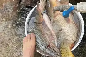 黄河鲤鱼爆发，岸边绵延上千米全是钓鱼人，网友：鲤鱼多不是好事图片